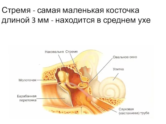 Стремя - самая маленькая косточка длиной 3 мм - находится в среднем ухе