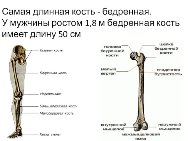 Самая длинная кость - бедренная. У мужчины ростом 1,8 м бедренная кость имеет длину 50 см