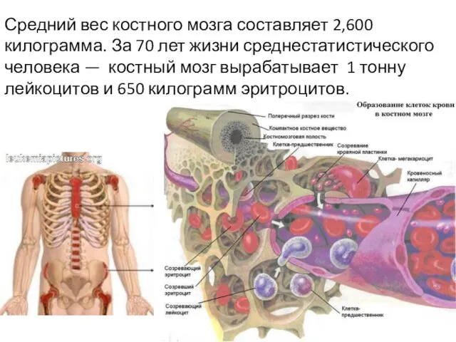 Средний вес костного мозга составляет 2,600 килограмма. За 70 лет жизни среднестатистического