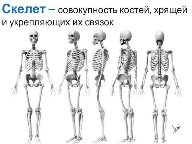 Скелет – совокупность костей, хрящей и укрепляющих их связок