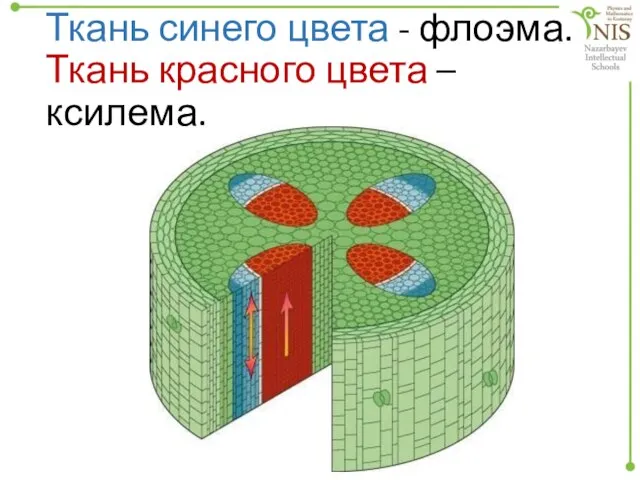 Ткань синего цвета - флоэма. Ткань красного цвета – ксилема.