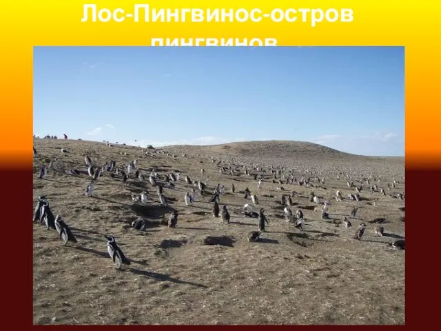 Лос-Пингвинос-остров пингвинов.