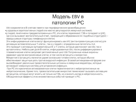 EBV сохраняется в В-клетках памяти при периферическом кровообращении: у здоровых серопозитивных людей