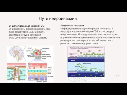 Эндотелиальные клетки ГЭБ Они способны экспрессировать два типа рецепторов- ACE2 и CD209L,