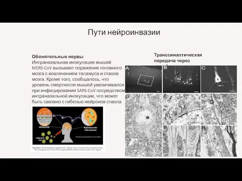 Обонятельные нервы Интраназальная инокуляция мышей MERS-CoV вызывает поражение головного мозга с вовлечением