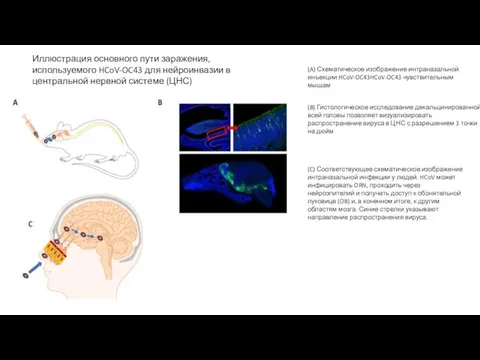 (A) Схематическое изображение интраназальной инъекции HCoV-OC43HCoV-OC43 чувствительным мышам (B) Гистологическое исследование декальцинированной