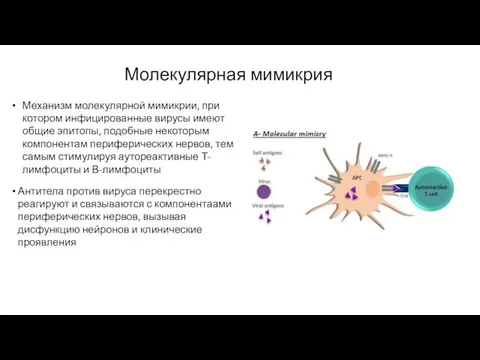 Механизм молекулярной мимикрии, при котором инфицированные вирусы имеют общие эпитопы, подобные некоторым