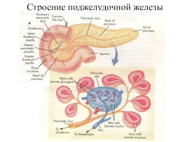 Строение поджелудочной железы