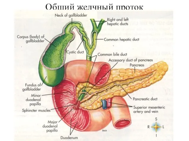 Общий желчный проток