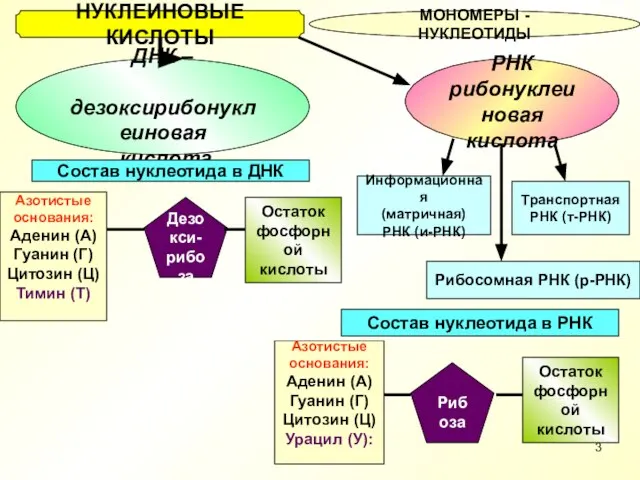 НУКЛЕИНОВЫЕ КИСЛОТЫ МОНОМЕРЫ - НУКЛЕОТИДЫ ДНК – дезоксирибонуклеиновая кислота РНК рибонуклеиновая кислота