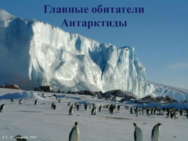 Главные обитатели Антарктиды