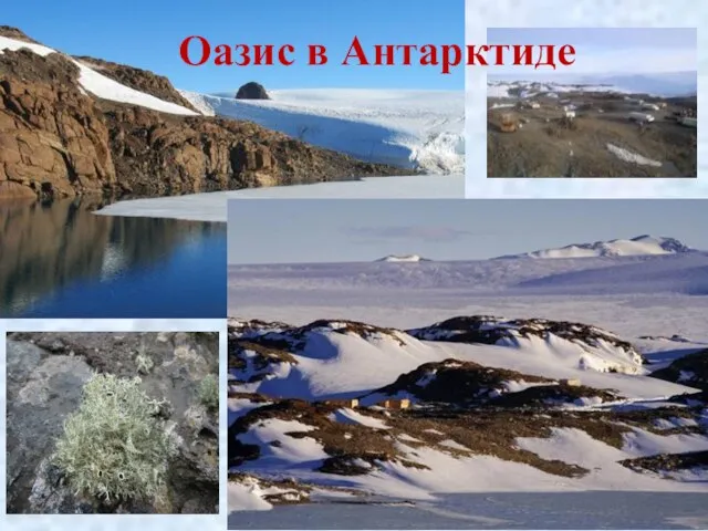 Оазис в Антарктиде