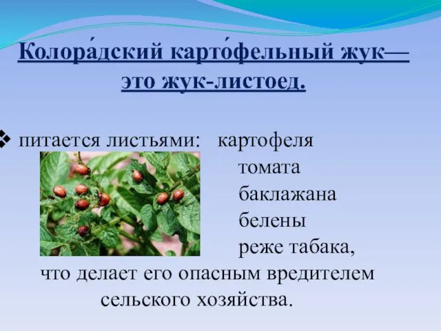 питается листьями: картофеля томата баклажана белены реже табака, что делает его опасным