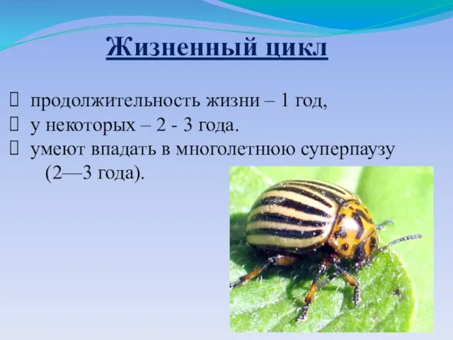 продолжительность жизни – 1 год, у некоторых – 2 - 3 года.