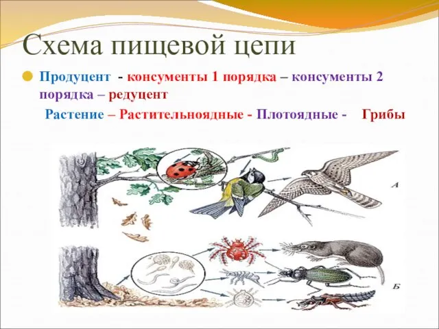 Схема пищевой цепи Продуцент - консументы 1 порядка – консументы 2 порядка