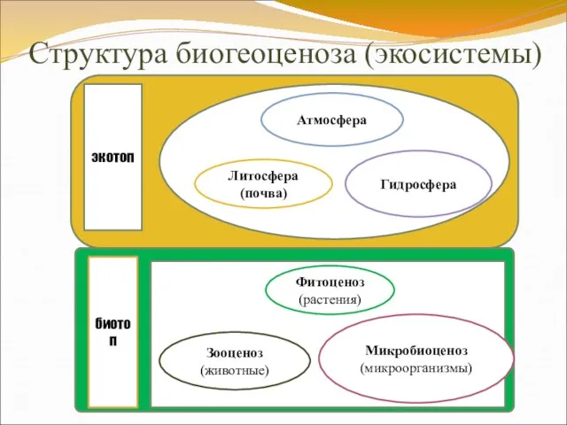 Структура биогеоценоза (экосистемы) экотоп Атмосфера Литосфера (почва) Гидросфера биотоп Фитоценоз (растения) Зооценоз (животные) Микробиоценоз (микроорганизмы)