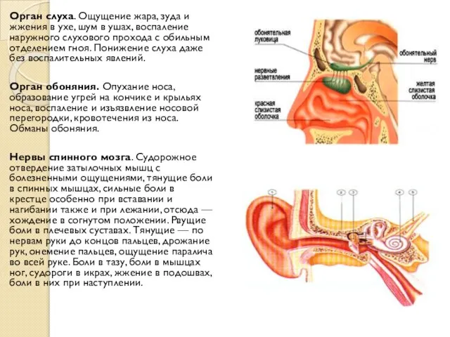 Орган слуха. Ощущение жара, зуда и жжения в ухе, шум в ушах,