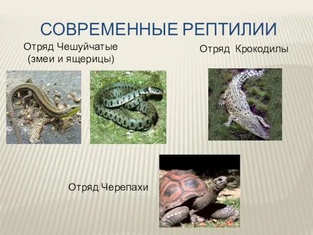 СОВРЕМЕННЫЕ РЕПТИЛИИ Отряд Чешуйчатые (змеи и ящерицы) Отряд Крокодилы Отряд Черепахи