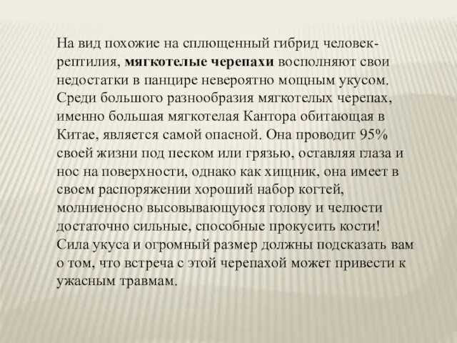 На вид похожие на сплющенный гибрид человек-рептилия, мягкотелые черепахи восполняют свои недостатки