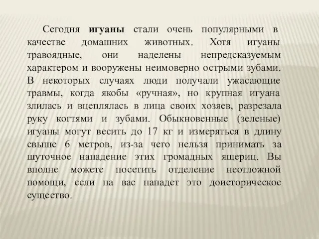 Сегодня игуаны стали очень популярными в качестве домашних животных. Хотя игуаны травоядные,