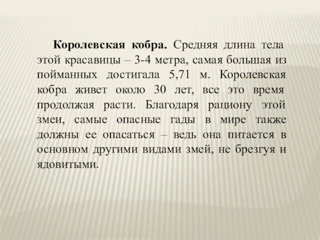 Королевская кобра. Средняя длина тела этой красавицы – 3-4 метра, самая большая