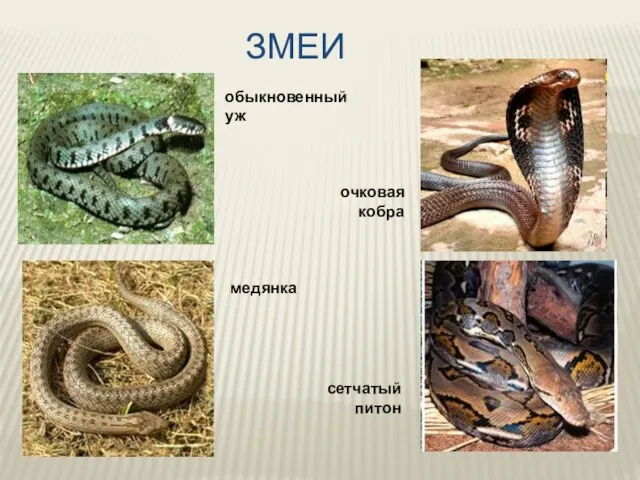ЗМЕИ обыкновенный уж очковая кобра медянка сетчатый питон