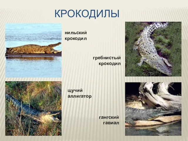 КРОКОДИЛЫ нильский крокодил гребнистый крокодил гангский гавиал щучий аллигатор