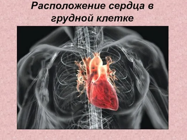 Расположение сердца в грудной клетке