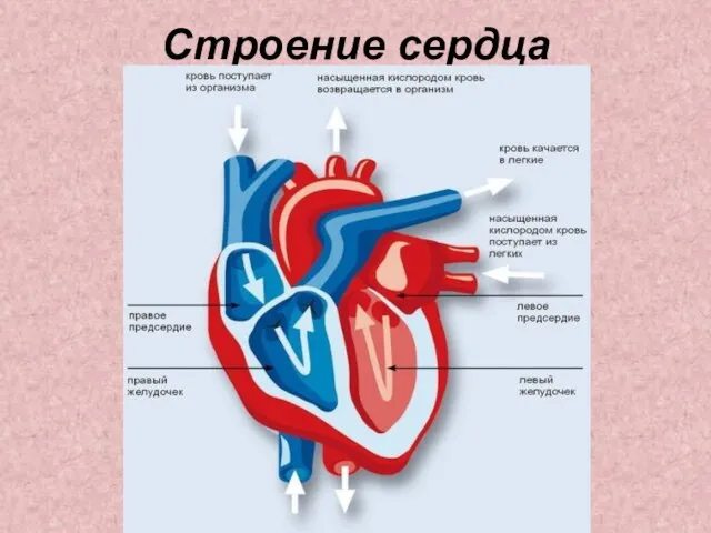 Строение сердца