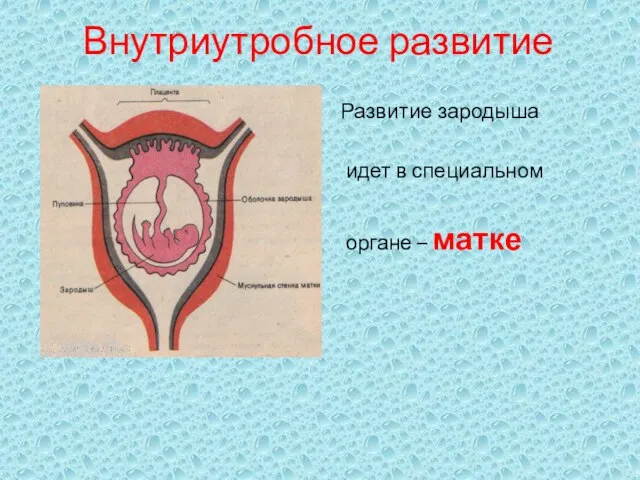 Внутриутробное развитие Развитие зародыша идет в специальном органе – матке