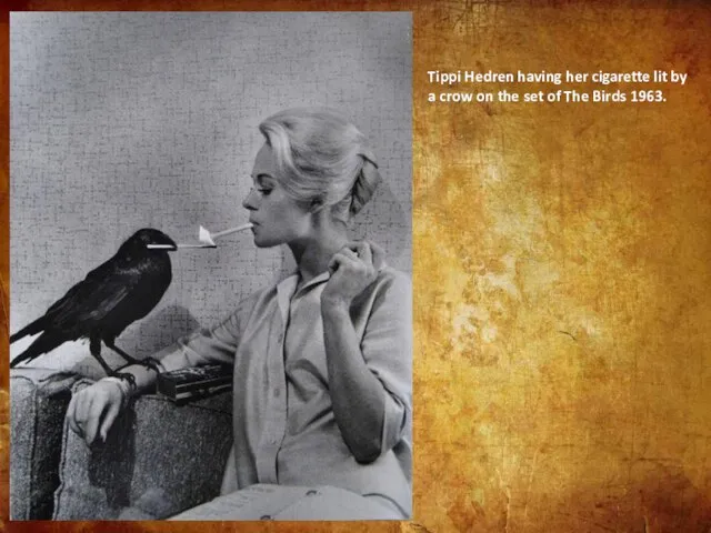 Tippi Hedren having her cigarette lit by a crow on the set of The Birds 1963.