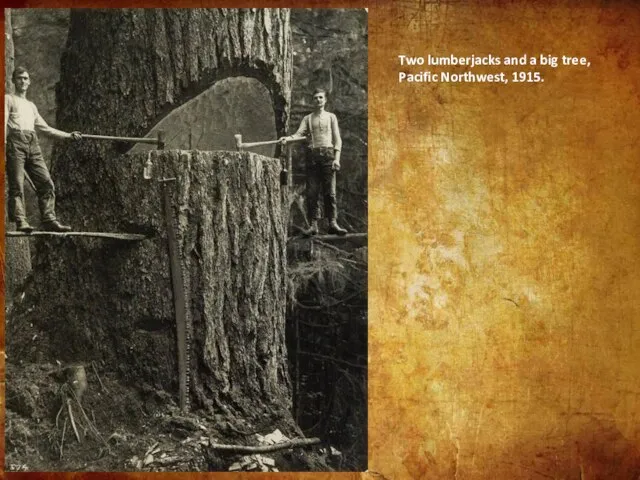 Two lumberjacks and a big tree, Pacific Northwest, 1915.