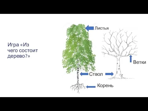 Игра «Из чего состоит дерево?» Ствол Ветки Листья Корень