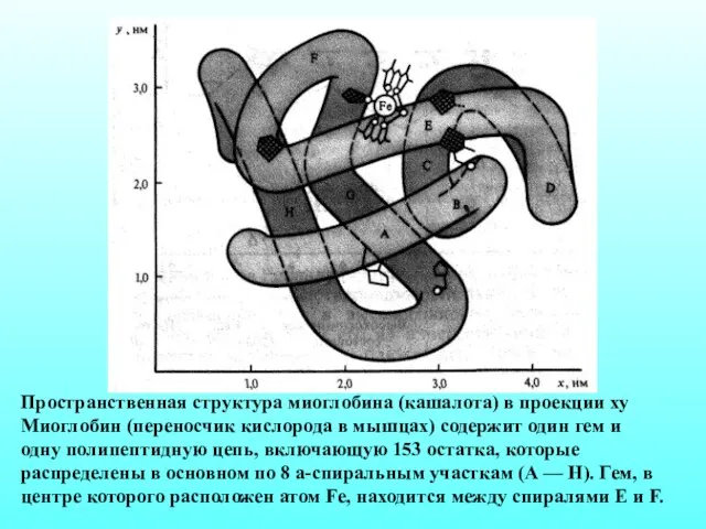 Пространственная структура миоглобина (кашалота) в проекции ху Миоглобин (переносчик кислорода в мышцах)