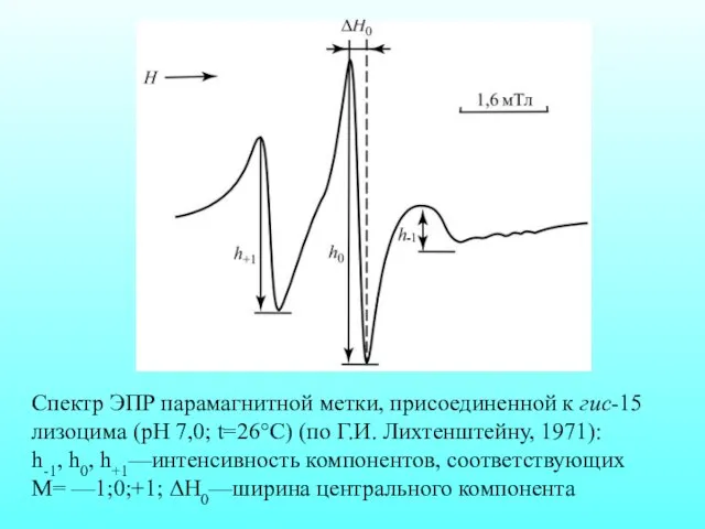 Спектр ЭПР парамагнитной метки, присоединенной к гис-15 лизоцима (рН 7,0; t=26°C) (по