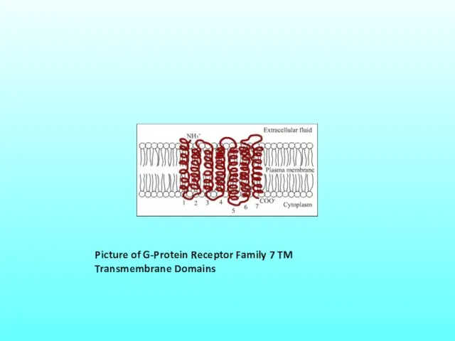 Picture of G-Protein Receptor Family 7 TM Transmembrane Domains