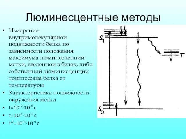 Люминесцентные методы Измерение внутримолекулярной подвижности белка по зависимости положения максимума люминесценции метки,