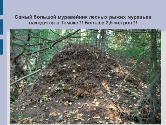 Самый большой муравейник лесных рыжих муравьев находится в Томске!!! Больше 2,5 метров!!! .
