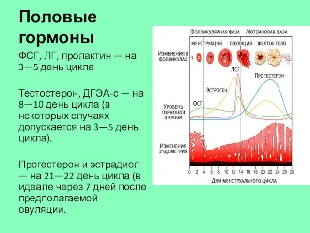 Половые гормоны ФСГ, ЛГ, пролактин — на 3—5 день цикла Тестостерон, ДГЭА-с