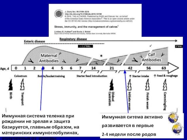 Иммунная система теленка при рождении не зрелая и защита базируется, главным образом,