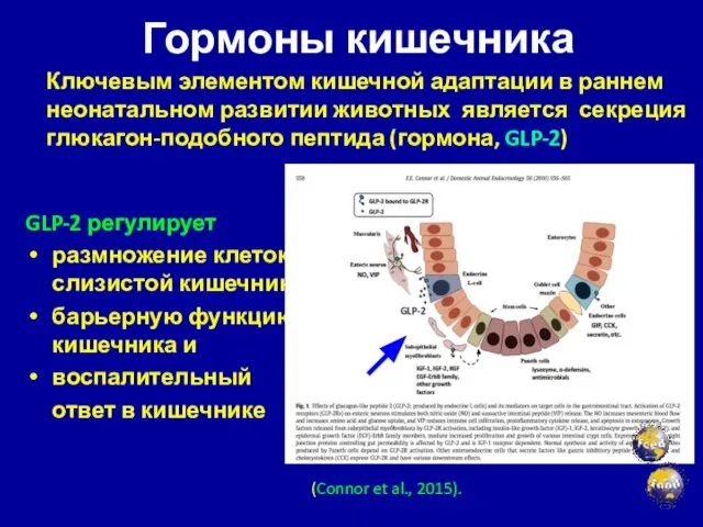 Гормоны кишечника GLP-2 регулирует размножение клеток слизистой кишечника барьерную функцию кишечника и