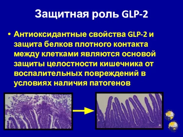 Защитная роль GLP-2 Антиоксидантные свойства GLP-2 и защита белков плотного контакта между