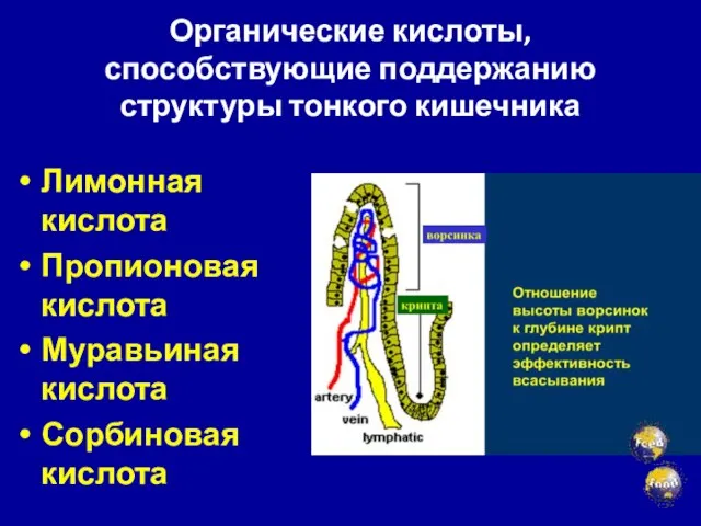 Органические кислоты, способствующие поддержанию структуры тонкого кишечника Лимонная кислота Пропионовая кислота Муравьиная кислота Сорбиновая кислота