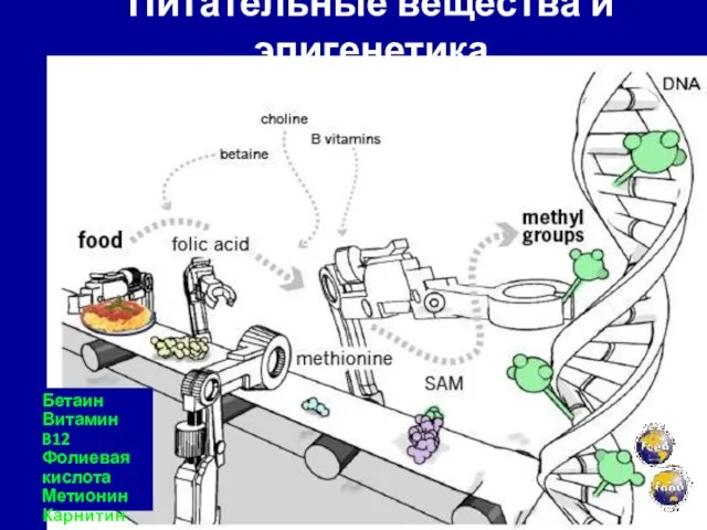 Питательные вещества и эпигенетика Бетаин Витамин B12 Фолиевая кислота Метионин Карнитин