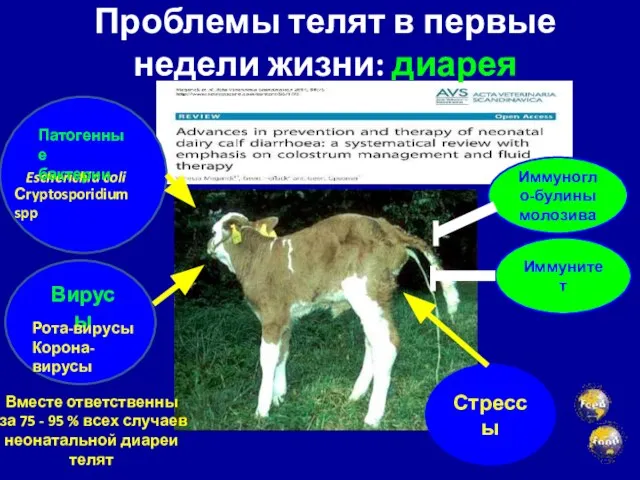 Проблемы телят в первые недели жизни: диарея Иммунитет Стрессы Escherichia coli Сryptosporidium