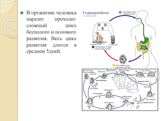 В организме человека паразит проходит сложный цикл бесполого и полового развития. Весь