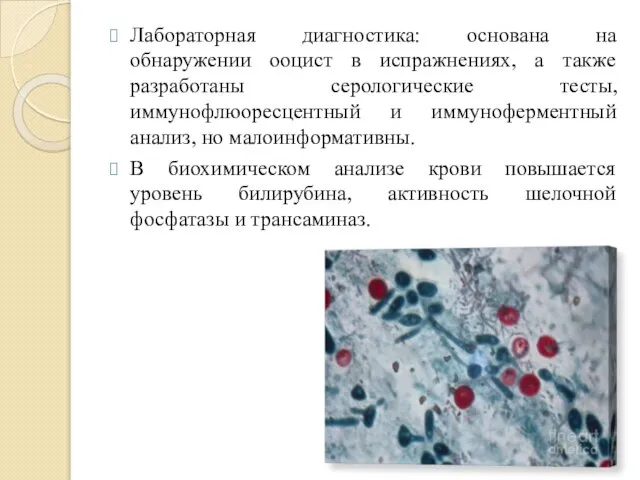 Лабораторная диагностика: основана на обнаружении ооцист в испражнениях, а также разработаны серологические