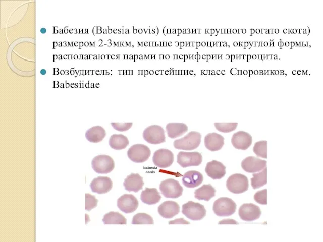 Бабезия (Babesia bovis) (паразит крупного рогато скота) размером 2-3мкм, меньше эритроцита, округлой