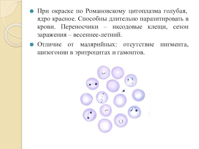 При окраске по Романовскому цитоплазма голубая, ядро красное. Способны длительно паразитировать в