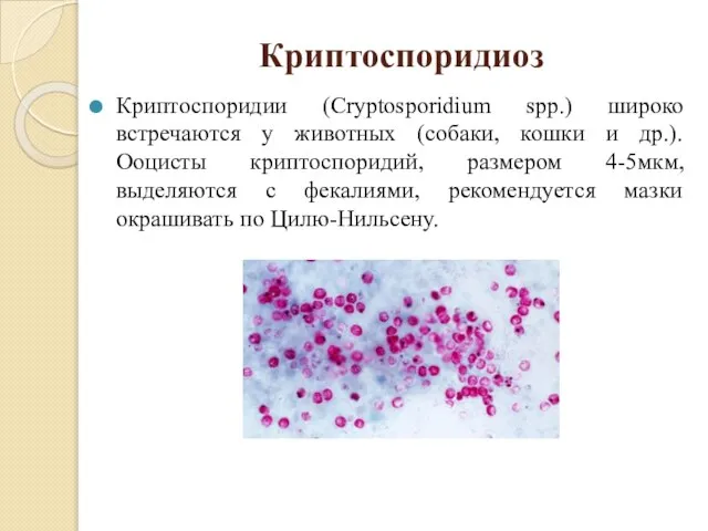 Криптоспоридиоз Криптоспоридии (Cryptosporidium spp.) широко встречаются у животных (собаки, кошки и др.).